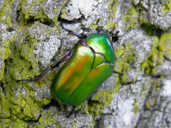Protaetia cuprea cuprea del Vicentino
